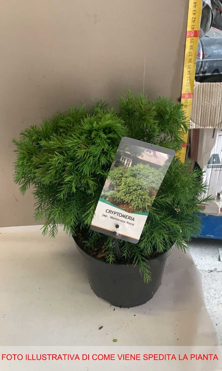 CRYPTOMERIA JAPONICA MONSTROSA NANA VASO 19CM