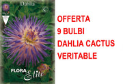 OFFERTA 9 BULBI DI DAHLIA CACTUS VERITABLE