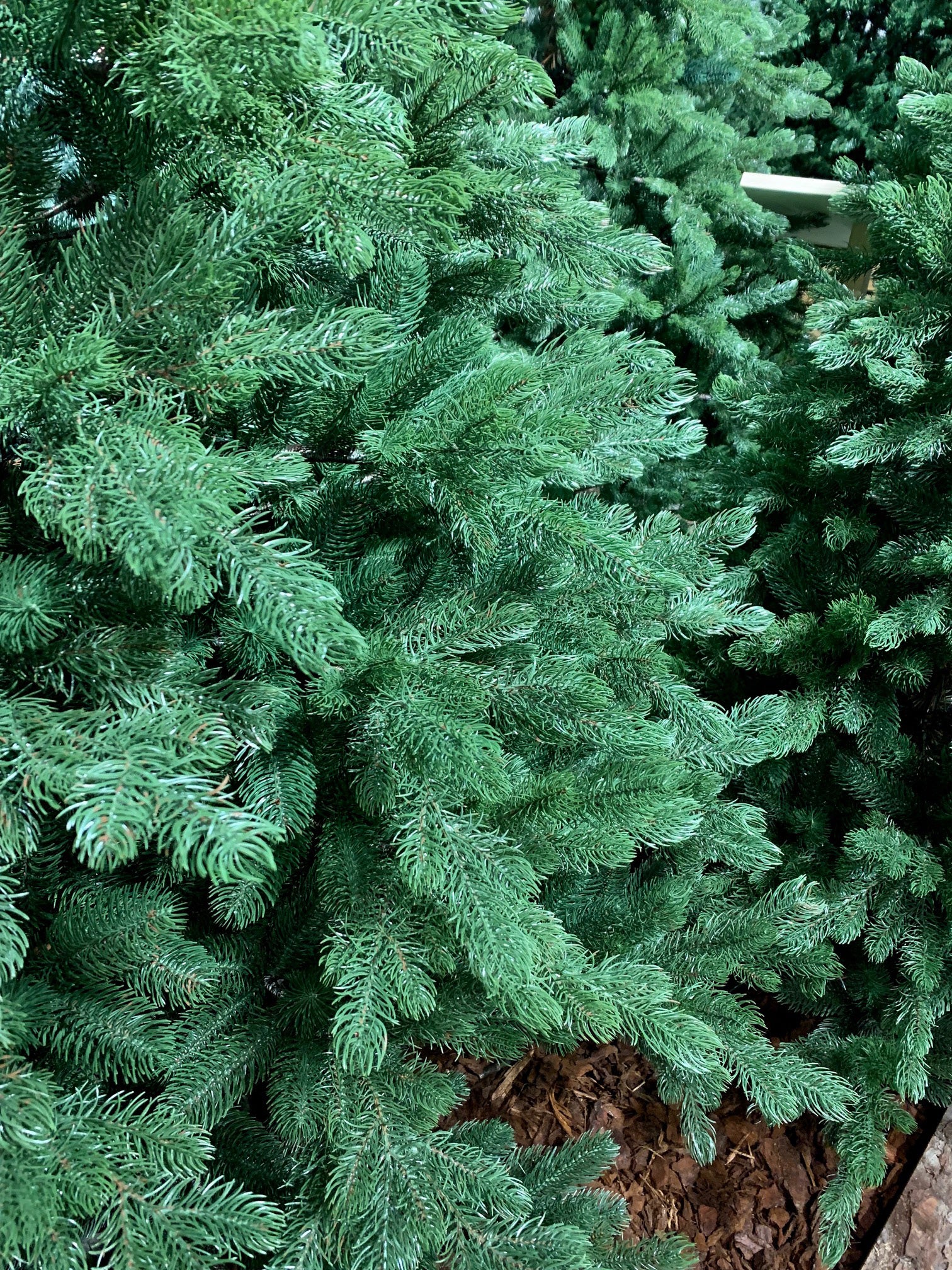 ALBERO DI NATALE 240CM SACCARELLO VERDE