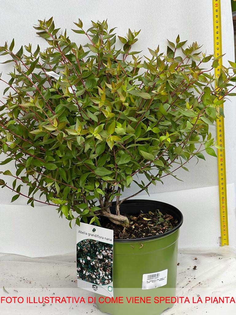 ABELIA GRANDIFLORA NANA VASO 18CM