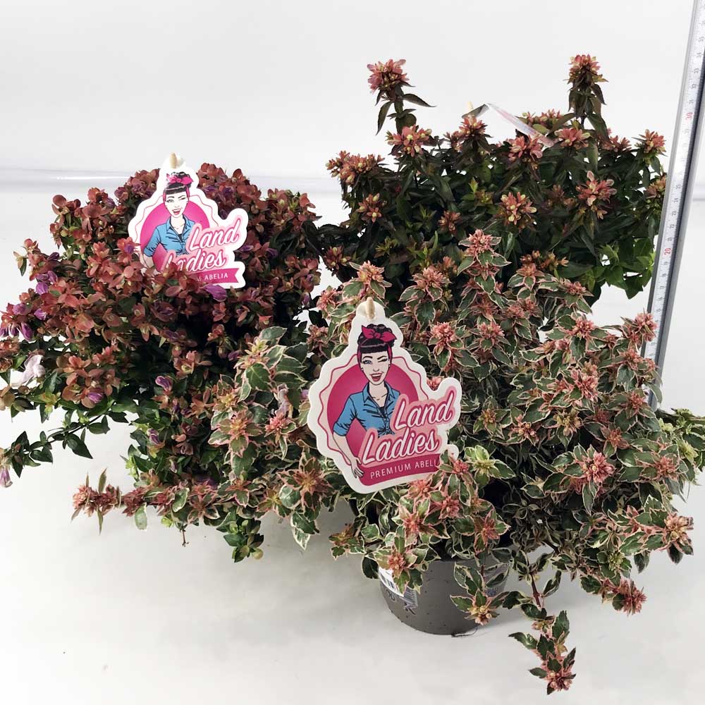 ABELIA IN VASO DA 13CM VARIETA' ASSORTITA