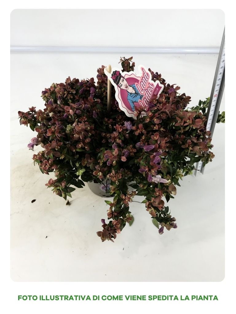 ABELIA IN VASO DA 13CM VARIETA' ASSORTITA
