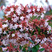 ABELIA GRANDIFLORA IN VASO DA 19CM