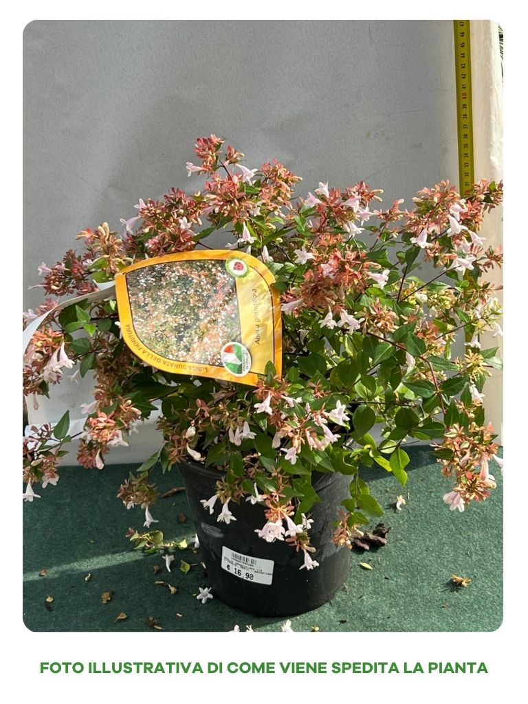 ABELIA GRANDIFLORA VASO 18CM