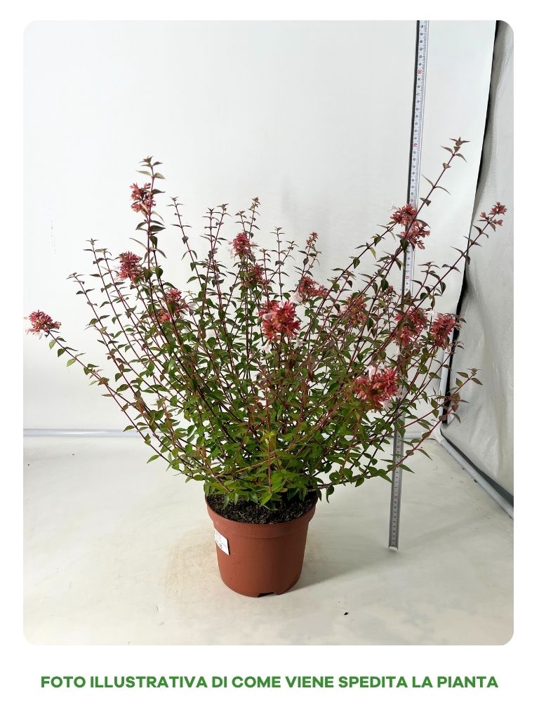 ABELIA GRANDIFLORA IN VASO DA 19CM