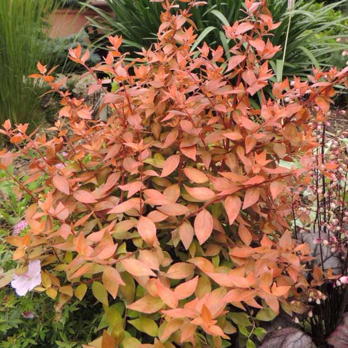 ABELIA GRANDIFLORA CARAMEL VASO 20CM