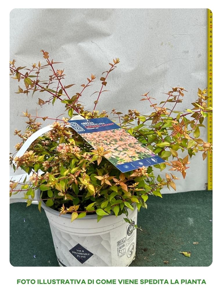 ABELIA GRANDIFLORA CARAMEL VASO 20CM