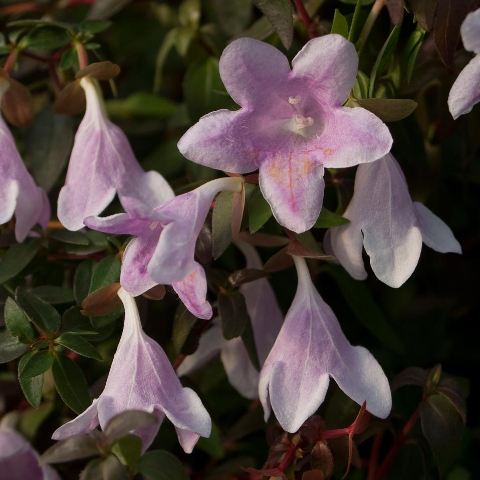 ABELIA GRANDIFLORA PINKY BELLS VASO 18CM