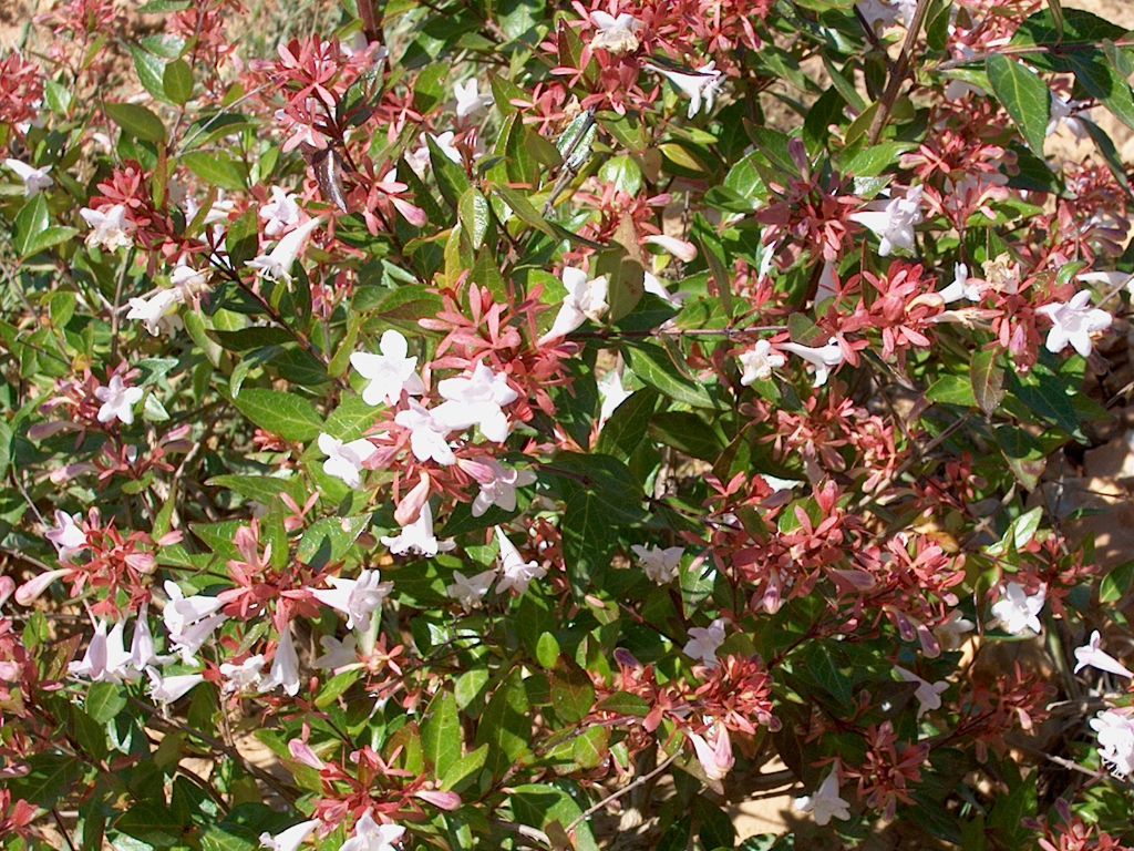 ABELIA GRANDIFLORA VASO 17CM