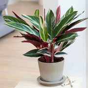 CALATHEA TRIOSTAR IN VASO 14CM