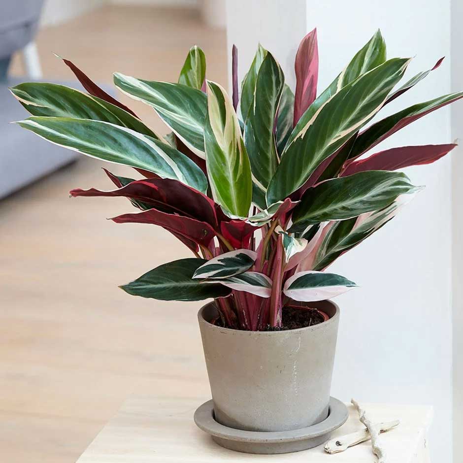 CALATHEA TRIOSTAR IN VASO 14CM