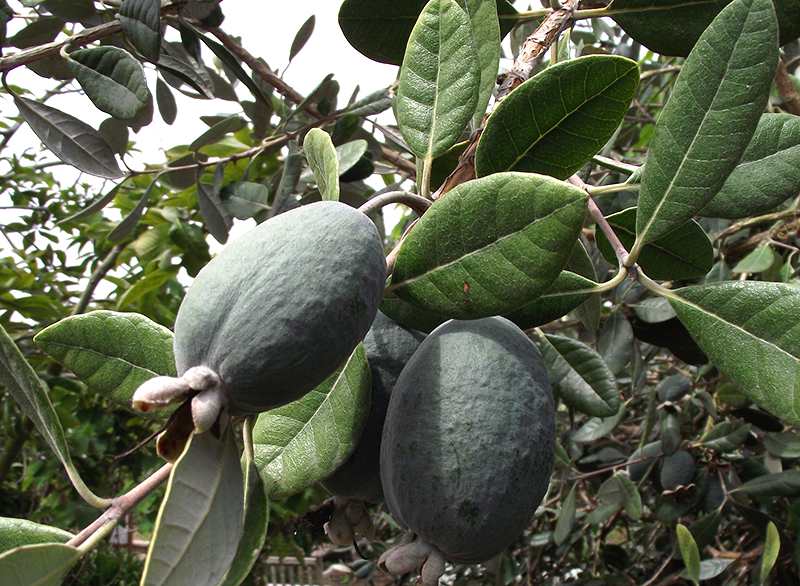 FEIJOA SELLOWIANA VASO 18CM