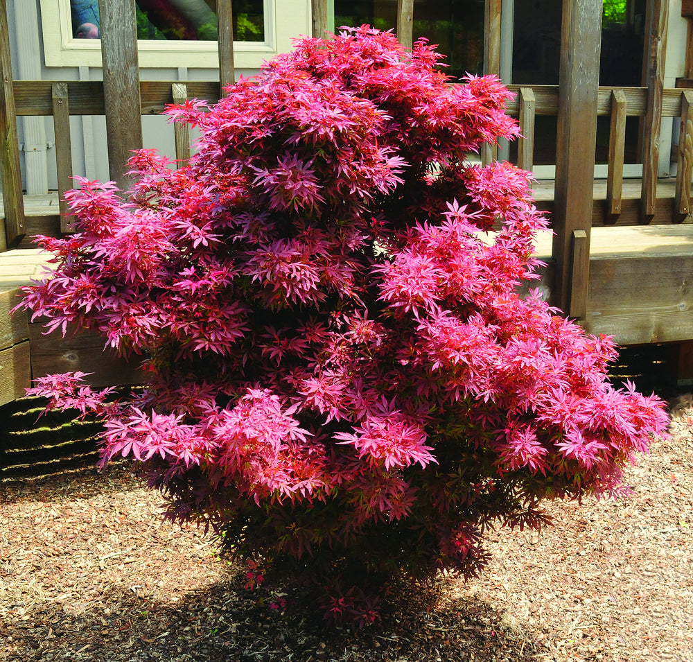 ACERO PALMATUM SHAINA IN VASO 19CM