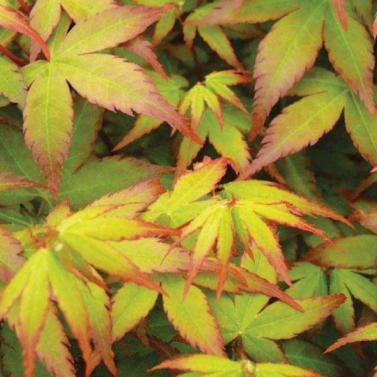 ACERO PALMATUM LITTLE PRINCESS VASO 19CM