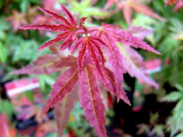 ACERO PALMATUM BENI MAIKO VASO 19CM