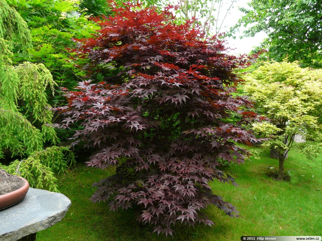 ACERO PALMATUM BLOODGOOD IN VASO 19CM