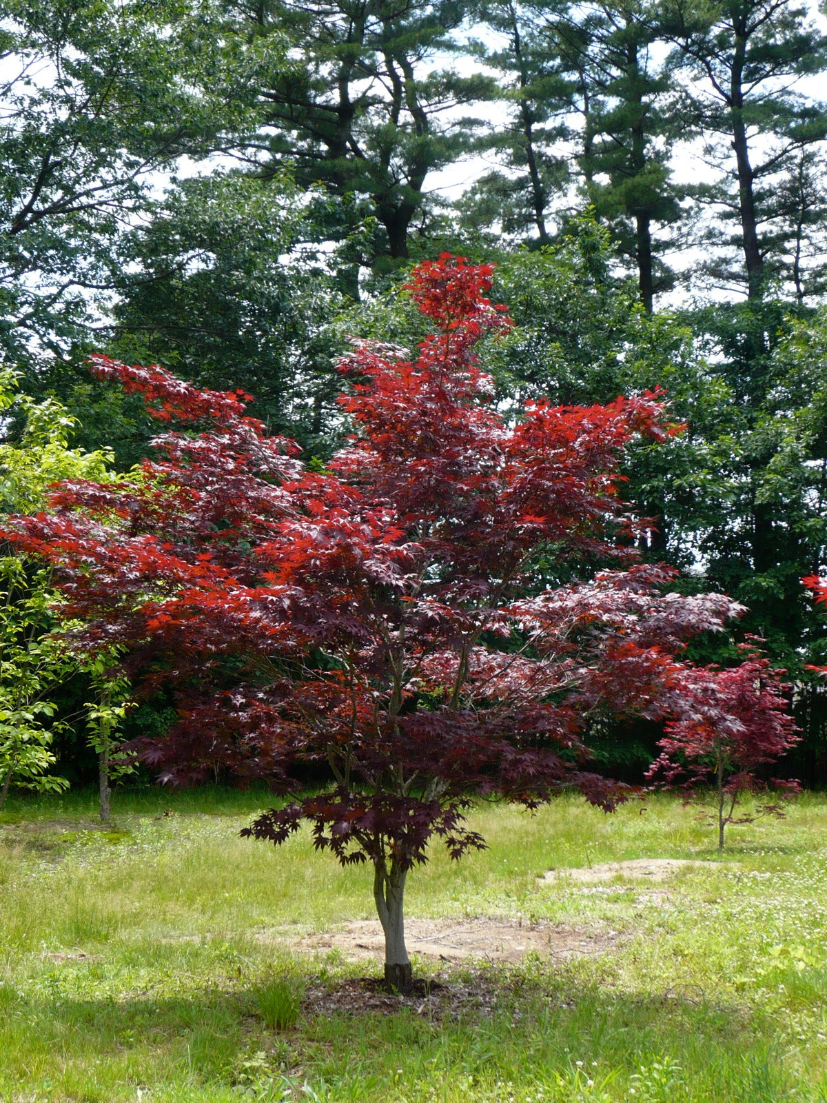 ACERO PALMATUM BLOODGOOD IN VASO 19CM