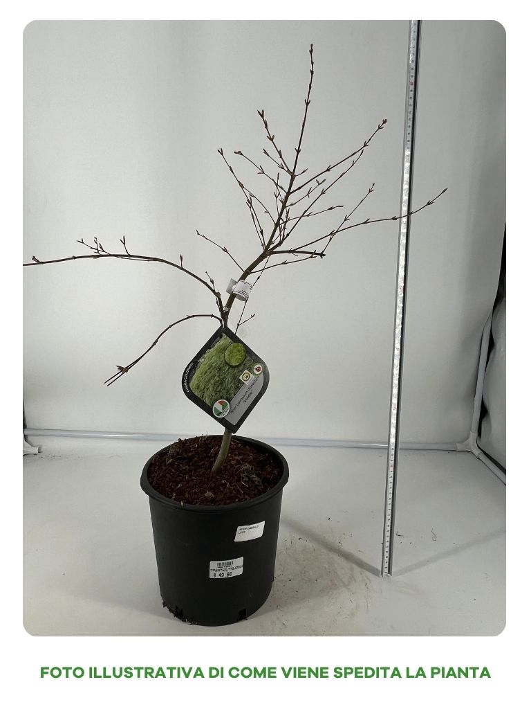 ACERO DISSECTUM EMERALD LACE IN VASO 22CM