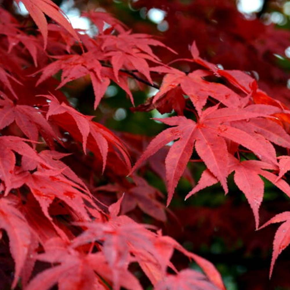 ACERO PALMATUM DISSECTUM FIRECRACKER IN VASO 22CM