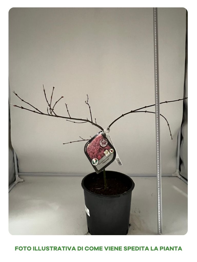 ACERO PALMATUM DISSECTUM FIRECRACKER IN VASO 22CM