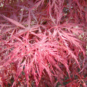 ACERO PALMATUM DISSECTUM INABA IN VASO 22CM