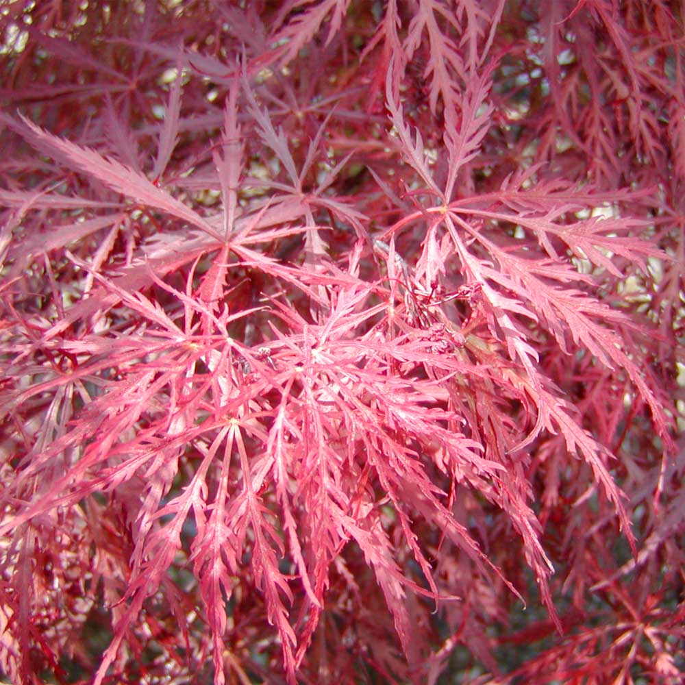ACERO PALMATUM DISSECTUM INABA IN VASO 22CM