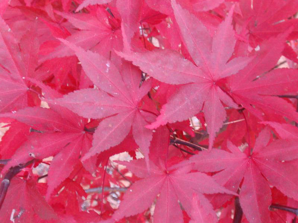 ACERO PALMATUM FIREGLOW IN VASO 22CM