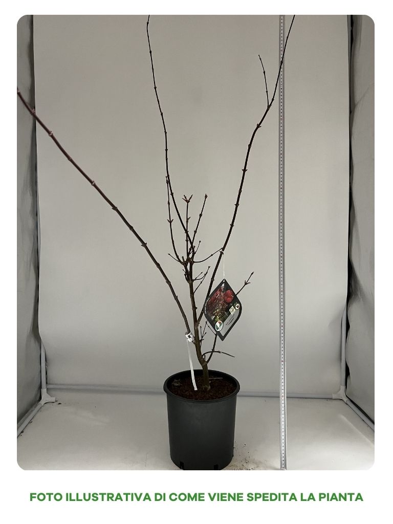 ACERO PALMATUM FIREGLOW IN VASO 22CM
