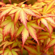 ACERO PALMATUM ORANGE DREAM IN VASO 22CM