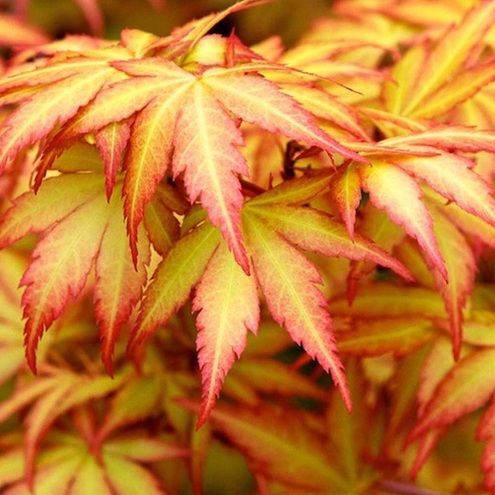 ACERO PALMATUM ORANGE DREAM IN VASO 22CM