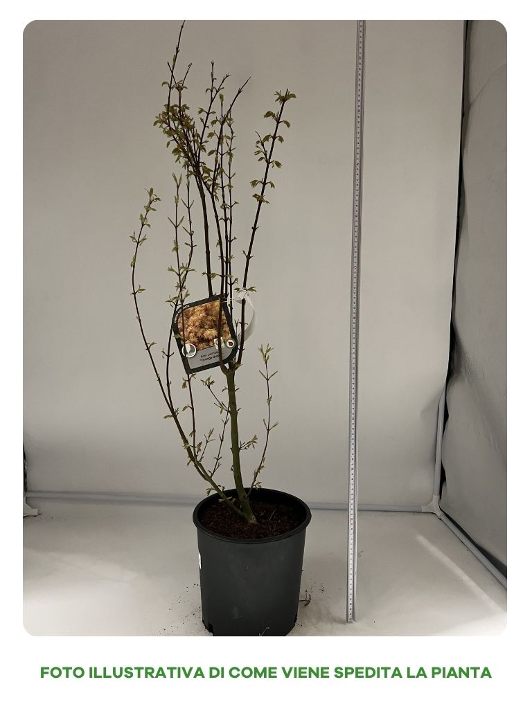 ACERO PALMATUM ORANGE DREAM IN VASO 22CM