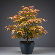 ACERO PALMATUM VARIETA' KATSURA IN VASO 15CM