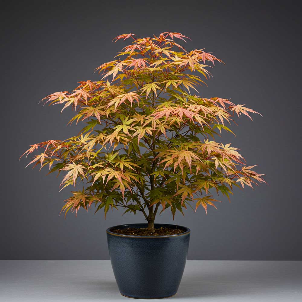 ACERO PALMATUM VARIETA' KATSURA IN VASO 15CM