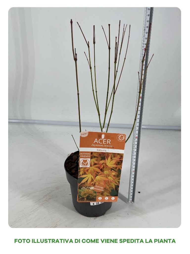 ACERO PALMATUM VARIETA' KATSURA IN VASO 15CM
