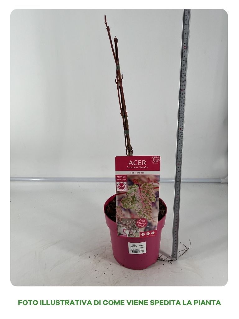 ACERO RED FLAMINGO VASO 19CM