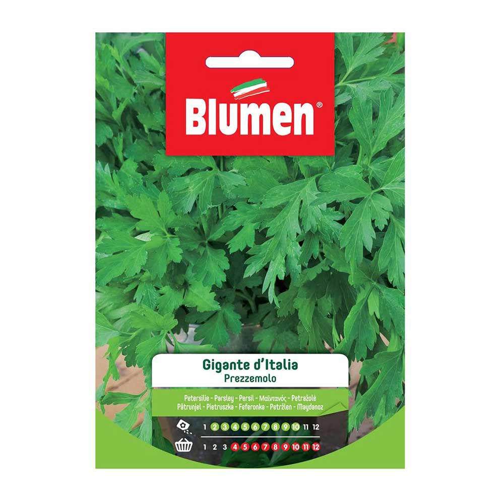 SEMI CICORIA ZUCCHERINA DA TAGLIO BLUMEN