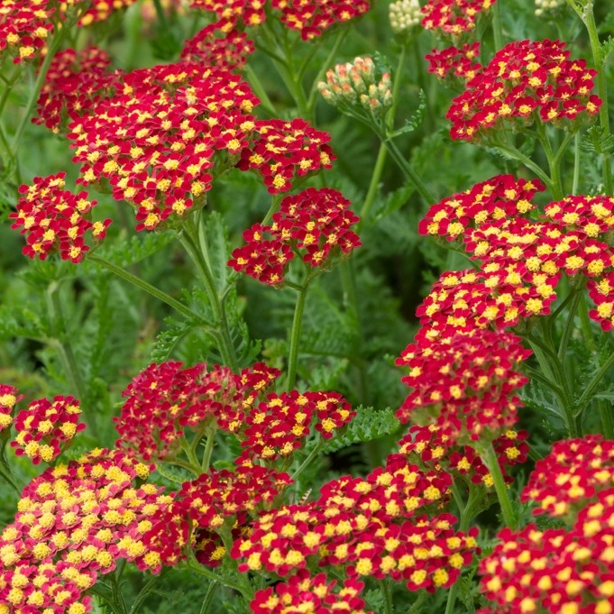 ACHILLEA MILLY ROCK RED IN VASO 18CM