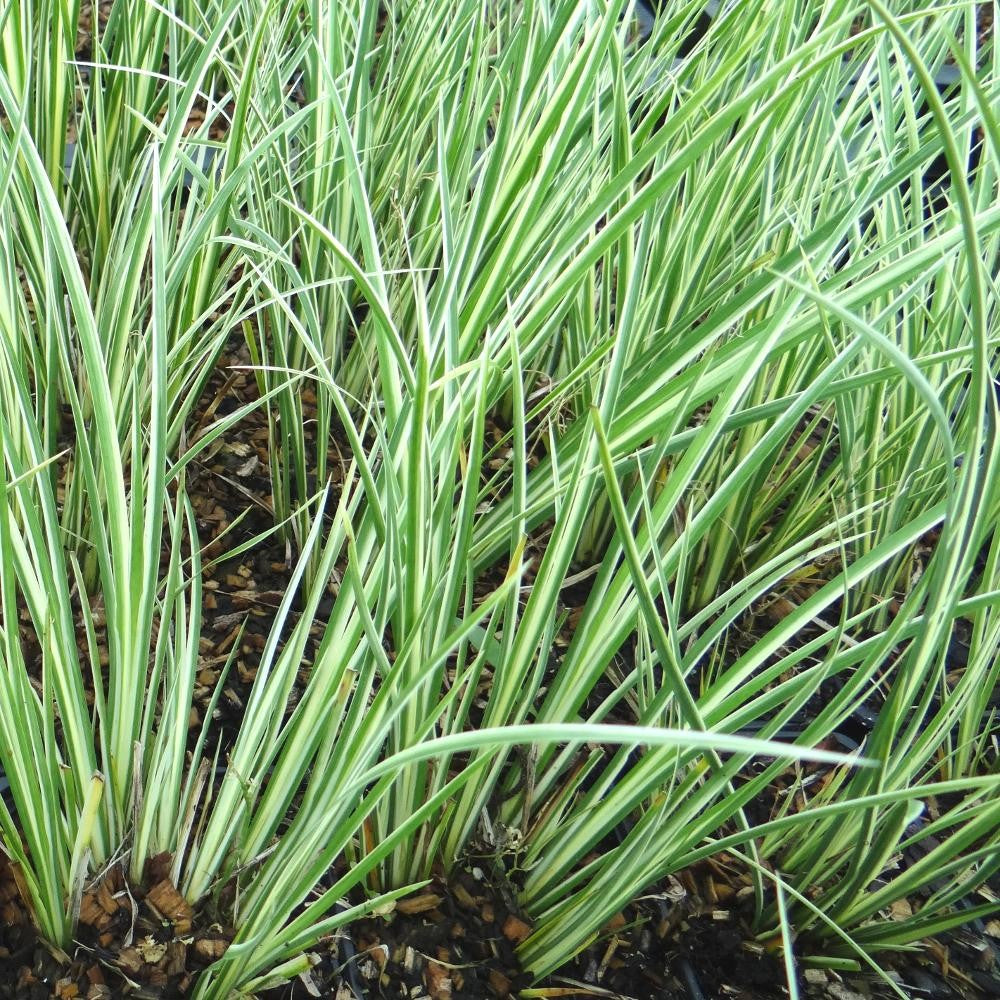 ACORUS ARGENTEOSTRIATUS VASO 17CM