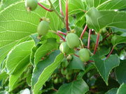 KIWI ARGUTA VERDE ISSAI AUTOFERTILE (1 PIANTA)