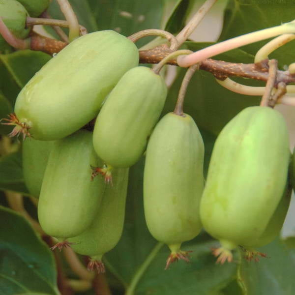 KIWI ARGUTA JUMBO VERDE PIANTA FEMMINA (1 PIANTA)
