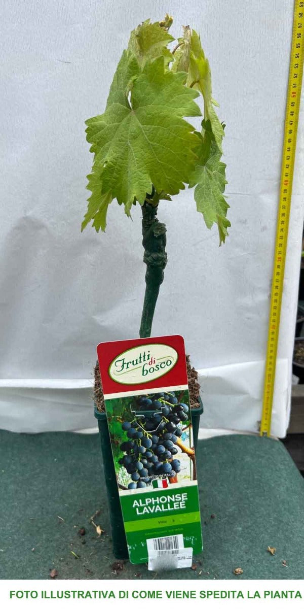 UVA DA TAVOLA FRAGOLA NERA IN VASO 12CM