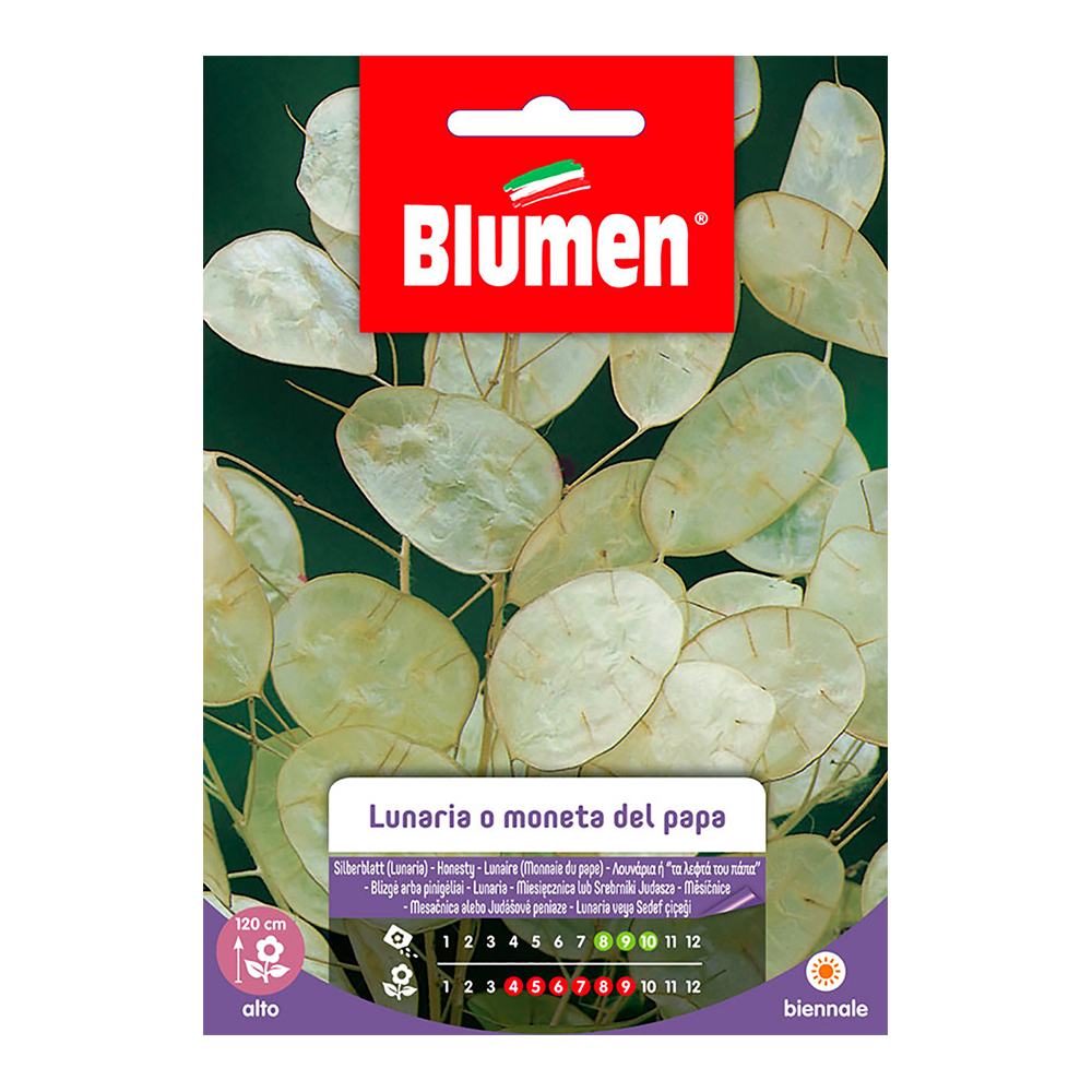 SEMI LUNARIA MONETA DEL PAPA
