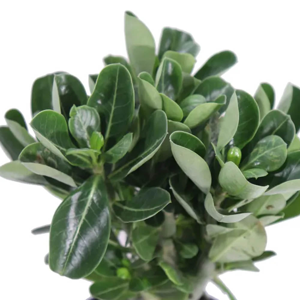 ADENIUM OBESUM MINI IN VASO DA 6CM