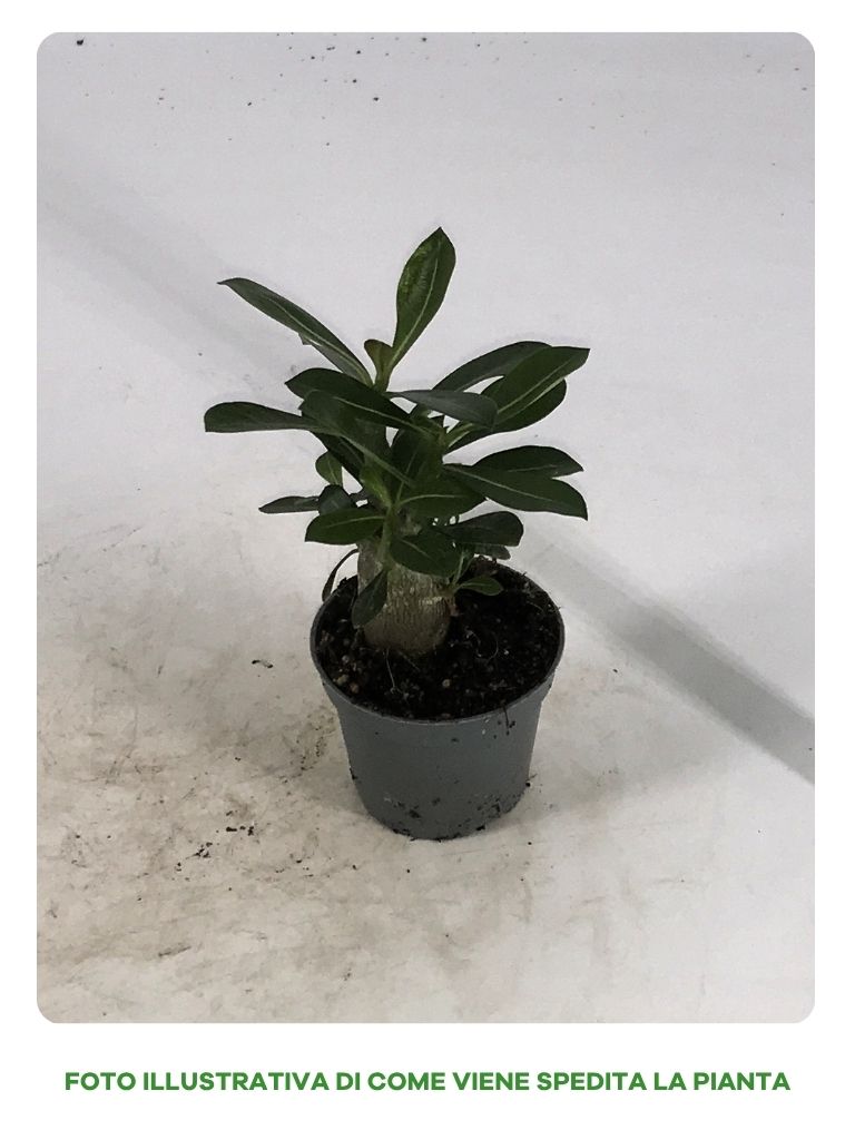 ADENIUM OBESUM MINI IN VASO DA 6CM
