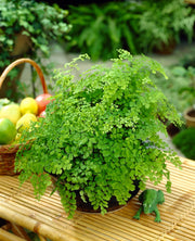 ADIANTUM RADDIANUM FRAGRANS VASO 12CM