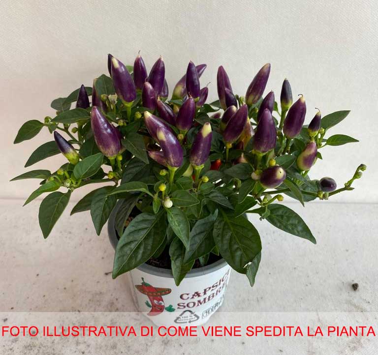 CAPSICUM ANNUUM ACAPULCO PEPERONCINO ORNAMENTALE VASO 10.5CM
