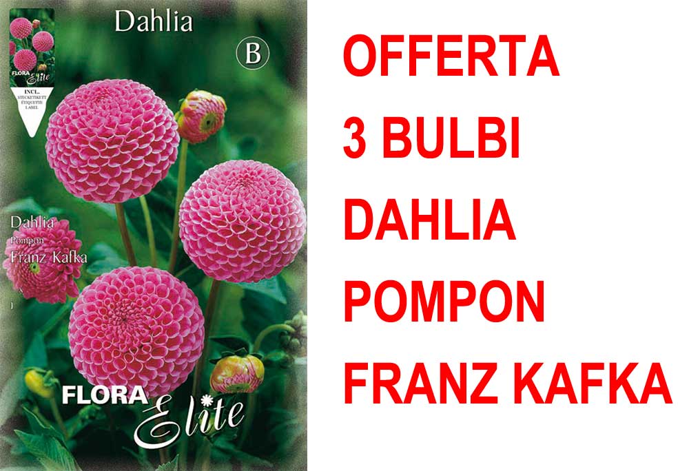 OFFERTA 3 BULBI DAHLIA POMPON FRANZ KAFKA