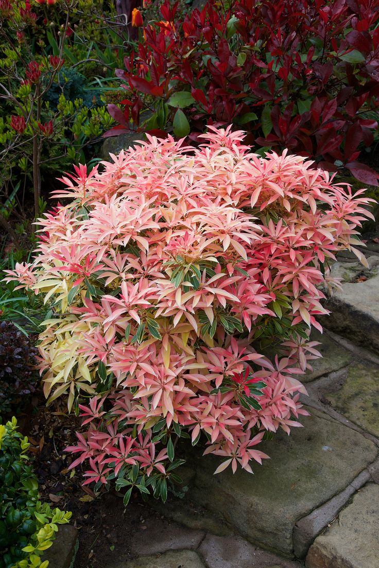 PIERIS JAPONICA FLAMING SILVER VASO 19CM