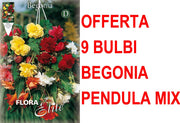 OFFERTA 9 BULBI BEGONIA PENDULA IN MIX DI COLORI