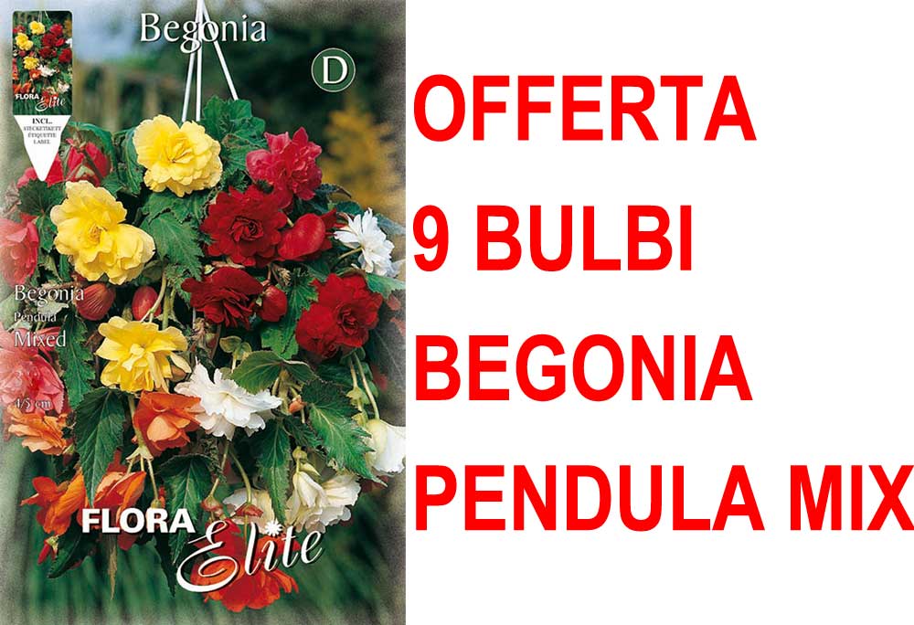 OFFERTA 9 BULBI BEGONIA PENDULA IN MIX DI COLORI